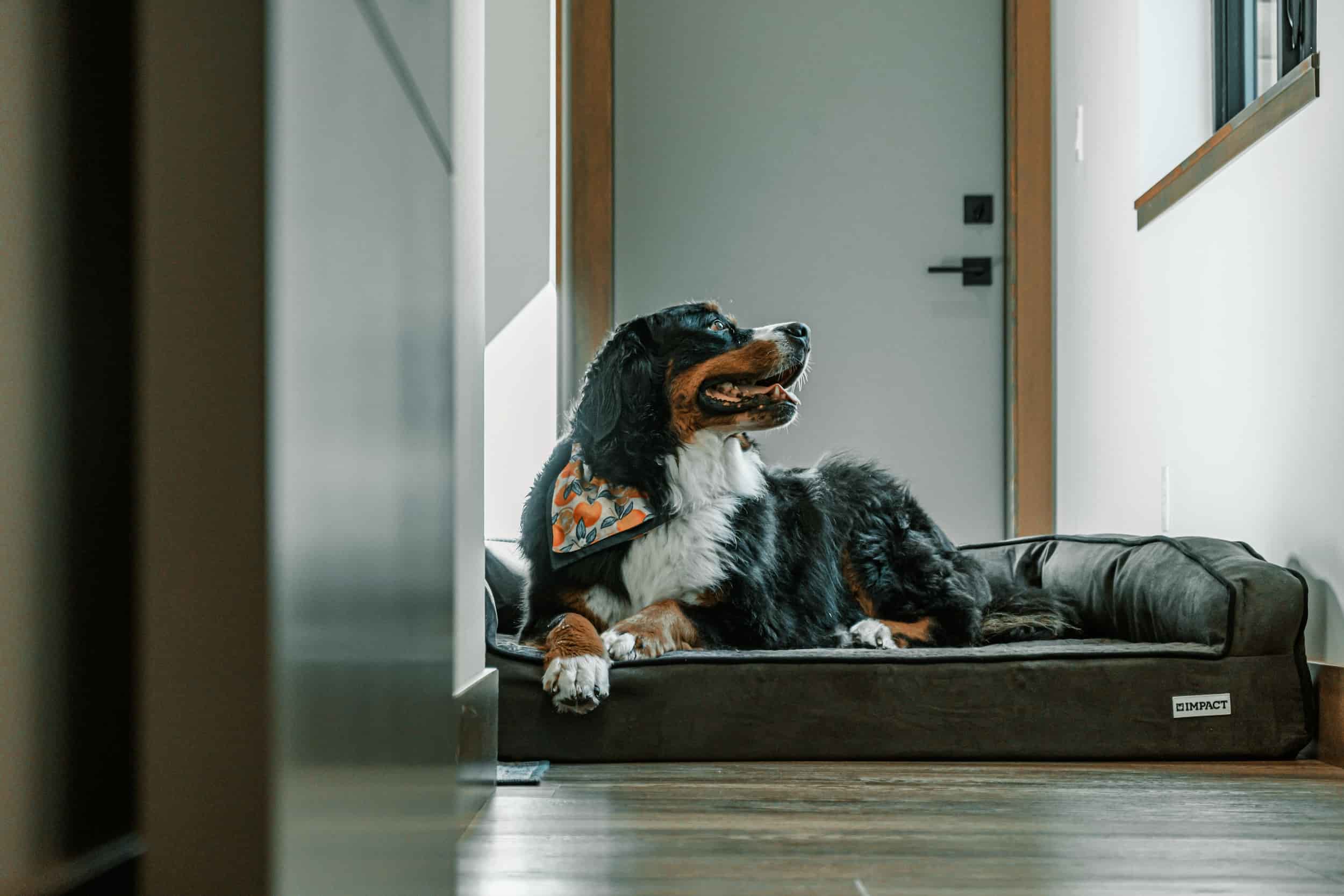 Naturalne sposoby na czystość i świeżość legowisk dla zwierząt